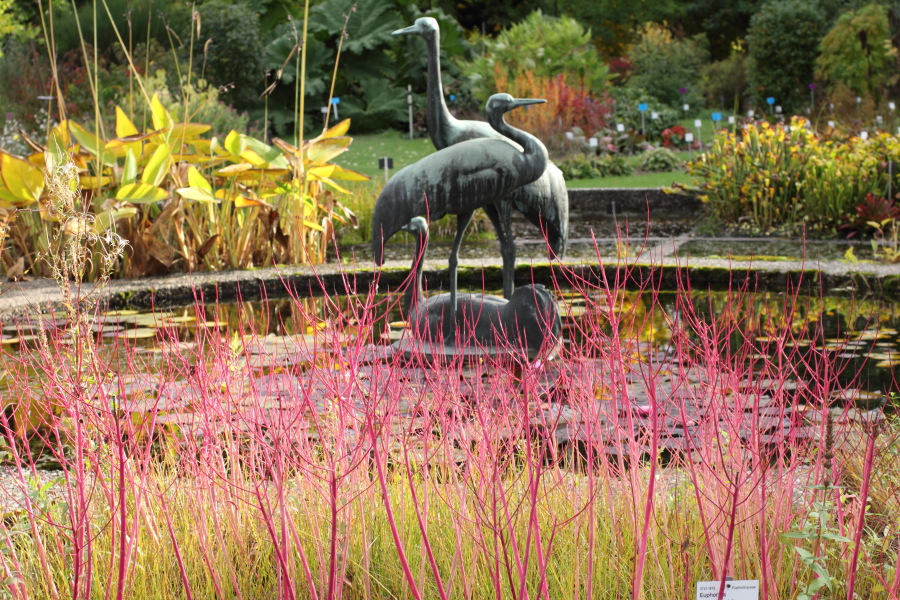 Lokation: Deutschland | Nordrhein-Westfalen | Bonn | Poppelsdorf Kategorien: Garten, Herbst, Datum: 15.10.2013