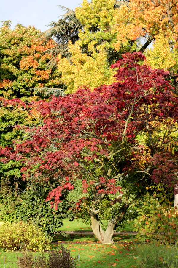 Lokation: Deutschland | Nordrhein-Westfalen | Bonn | Poppelsdorf Kategorien: Garten, Herbst, Datum: 15.10.2013