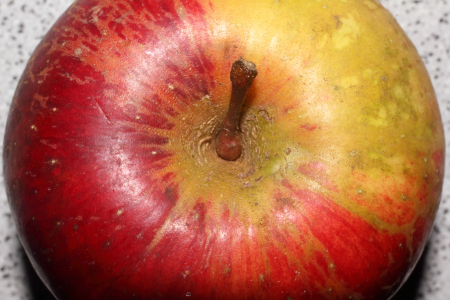 Lokation: Deutschland | Nordrhein-Westfalen | Bergisch Gladbach | Rodemich Kategorien: Äpfel, Datum: 22.10.2013