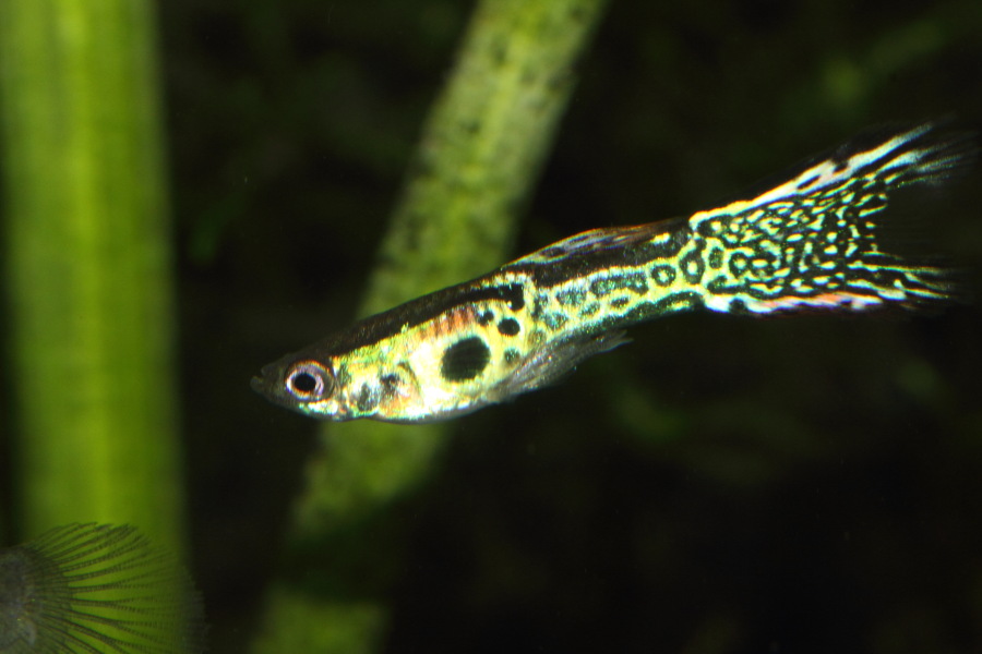 Lokation: Deutschland | Nordrhein-Westfalen | Bergisch Gladbach | Rodemich Kategorien: Fische, Datum: 14.11.2013