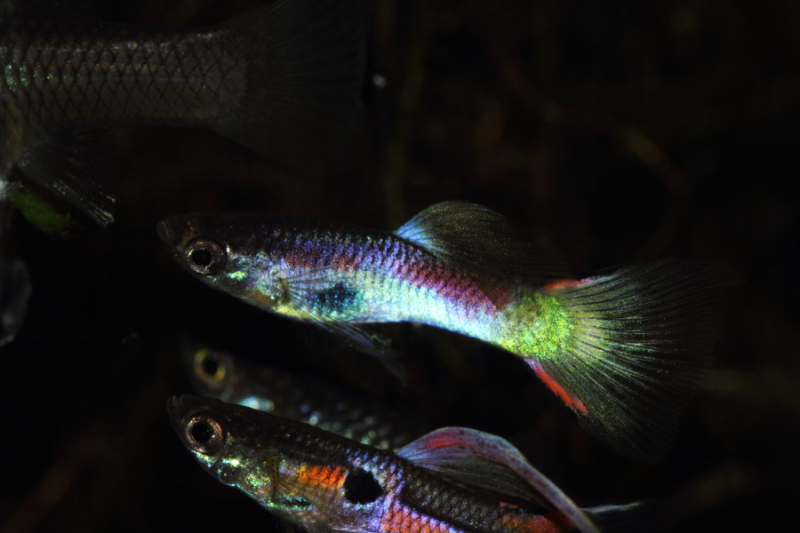 Lokation: Deutschland | Nordrhein-Westfalen | Bergisch Gladbach | Rodemich Kategorien: Fische, Datum: 26.11.2013