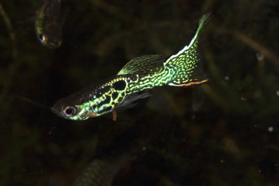 Lokation: Deutschland | Nordrhein-Westfalen | Bergisch Gladbach | Rodemich Kategorien: Fische, Datum: 26.11.2013