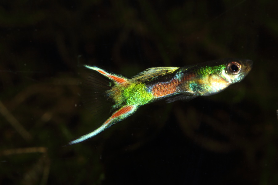 Lokation: Deutschland | Nordrhein-Westfalen | Bergisch Gladbach | Rodemich Kategorien: Fische, Datum: 26.11.2013