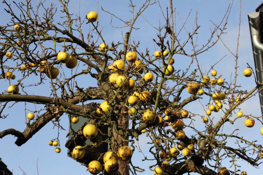 Lokation: Deutschland | Nordrhein-Westfalen | Bergisch Gladbach | Rodemich Kategorien: Äpfel, Datum: 30.12.2013