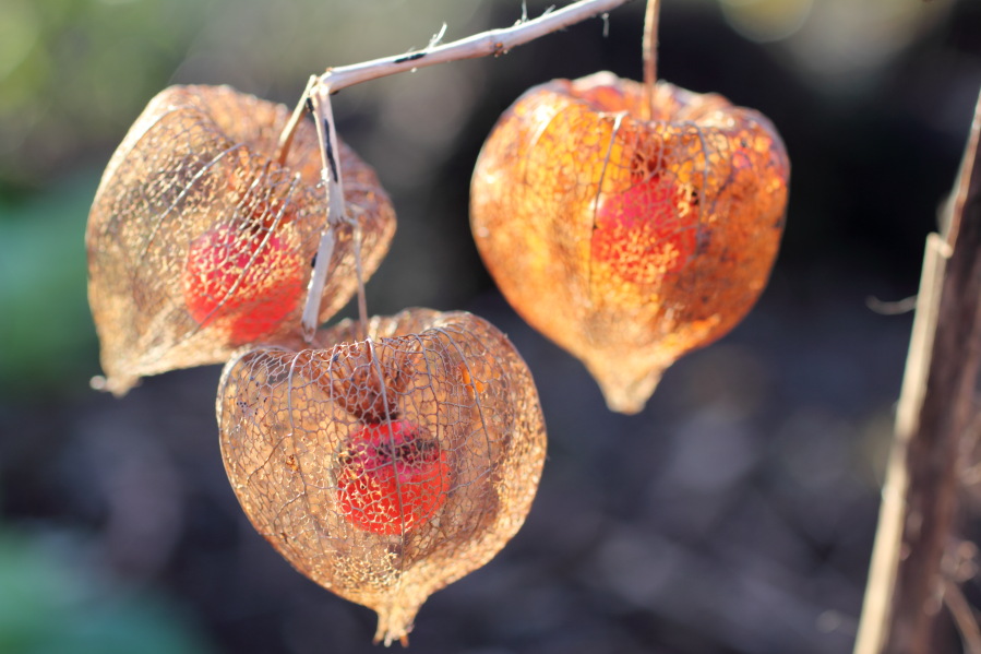 Lokation: Deutschland | Nordrhein-Westfalen | Bergisch Gladbach | Rodemich Kategorien: Früchte, Naturgarten, Datum: 02.02.2014