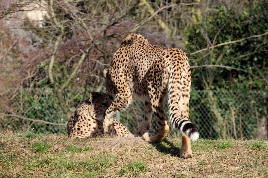Lokation: Deutschland | Nordrhein-Westfalen | Köln | Riehl Kategorien: Zoo, Datum: 15.02.2014