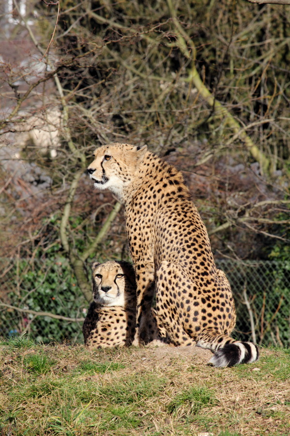Lokation: Deutschland | Nordrhein-Westfalen | Köln | Riehl Kategorien: Zoo, Datum: 15.02.2014