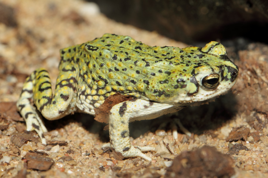 Lokation: Deutschland | Nordrhein-Westfalen | Köln | Riehl Kategorien: Zoo, Datum: 15.02.2014