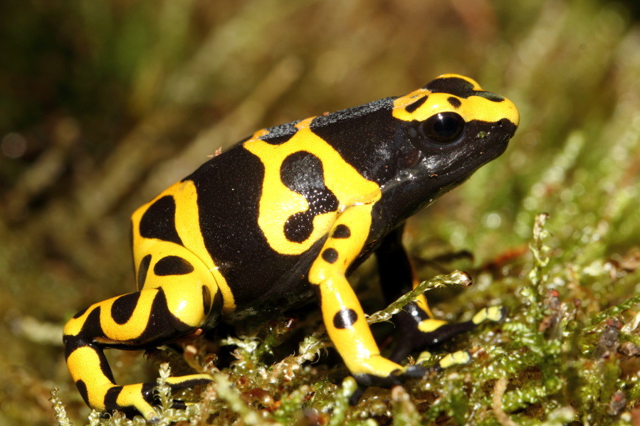 Lokation: Deutschland | Nordrhein-Westfalen | Köln | Riehl Kategorien: Zoo, Datum: 15.02.2014