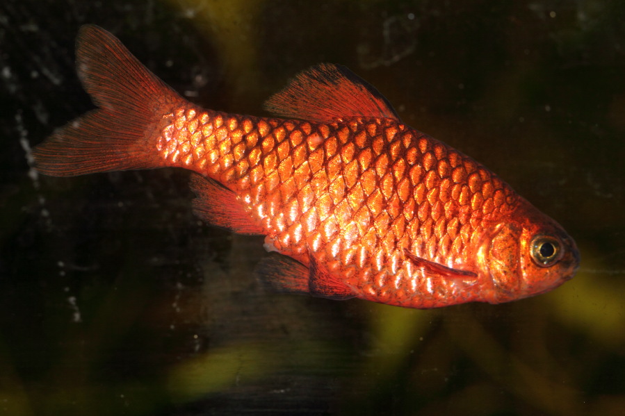 Prachtbarbe, Lokation: Deutschland | Nordrhein-Westfalen | Bergisch Gladbach | Rodemich Kategorien: Fische, Datum: 17.02.2014