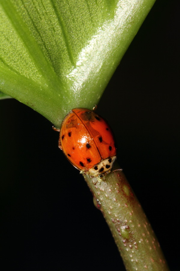 Lokation: Deutschland | Nordrhein-Westfalen | Köln | Stadtgarten Kategorien: Käfer, Datum: 01.04.2014