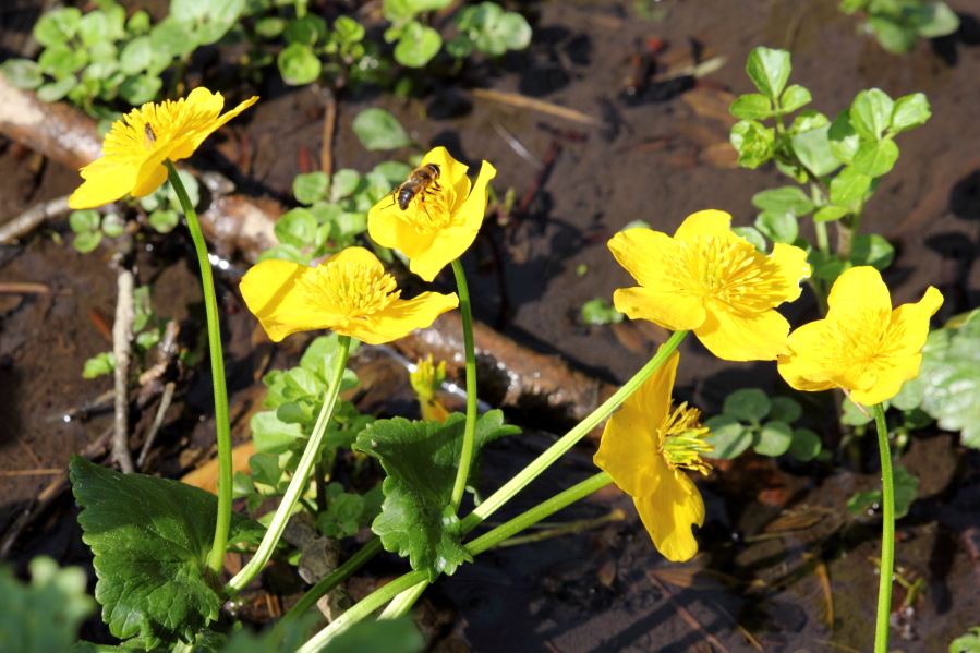 Caltha palustris (Sumpfdotterblume), Lokation: Deutschland | Nordrhein-Westfalen | Bergisch Gladbach | Büchel Kategorien: Blüte, Familie: Ranunculaceae (Hahnenfußgewächse ), Datum: 12.04.2014
