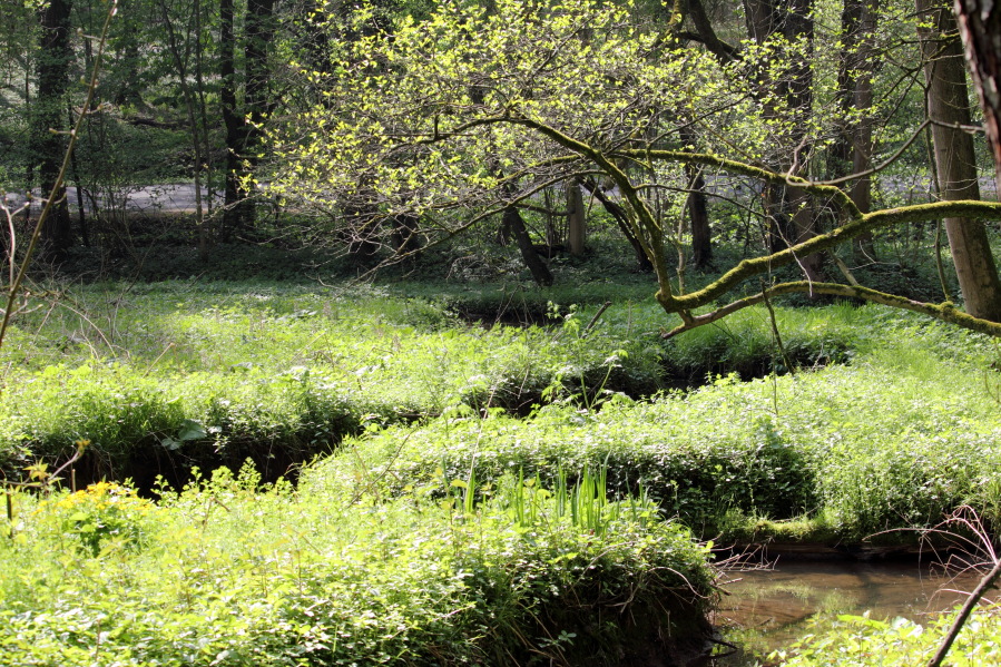 Lokation: Deutschland | Nordrhein-Westfalen | Bergisch Gladbach | Büchel Kategorien: Bach, Datum: 12.04.2014