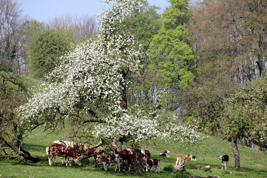Lokation: Deutschland | Nordrhein-Westfalen | Bergisch Gladbach | Büchel Kategorien: Permakultur, Beweidung, Datum: 12.04.2014
