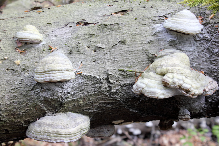 Lokation: Deutschland | Nordrhein-Westfalen | Bergisch Gladbach | Hardt Kategorien: Pilze, Datum: 12.04.2014
