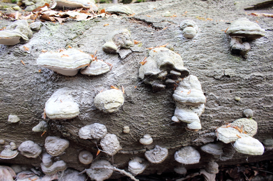 Lokation: Deutschland | Nordrhein-Westfalen | Bergisch Gladbach | Hardt Kategorien: Pilze, Datum: 12.04.2014