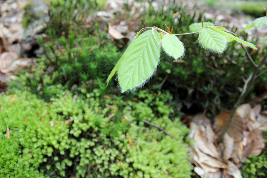 Lokation: Deutschland | Nordrhein-Westfalen | Bergisch Gladbach | Hardt Kategorien: Moose, Datum: 12.04.2014