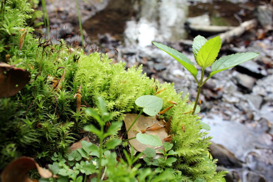 Lokation: Deutschland | Nordrhein-Westfalen | Bergisch Gladbach | Hardt Kategorien: Moose, Datum: 12.04.2014