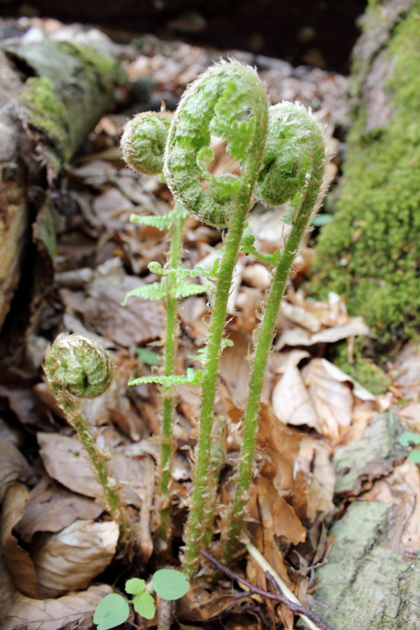 Lokation: Deutschland | Nordrhein-Westfalen | Bergisch Gladbach | Hardt Kategorien: Farne, Datum: 12.04.2014