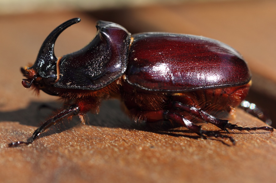 Nashornkäfer, Lokation: Deutschland | Nordrhein-Westfalen | Bergisch Gladbach | Rodemich Kategorien: Käfer, Naturgarten, Datum: 03.05.2014