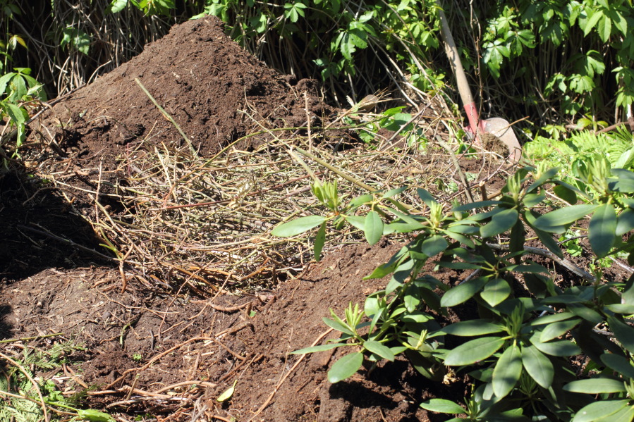 Lokation: Deutschland | Nordrhein-Westfalen | Bergisch Gladbach | Rodemich Kategorien: Permakultur, Datum: 03.05.2014
