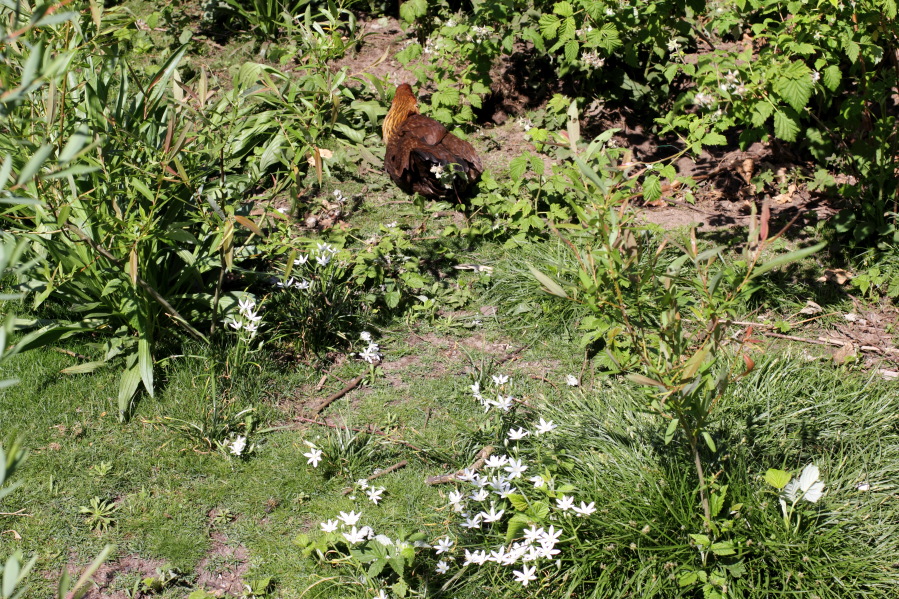 Lokation: Deutschland | Nordrhein-Westfalen | Bergisch Gladbach | Rodemich Kategorien: Permakultur, Datum: 03.05.2014