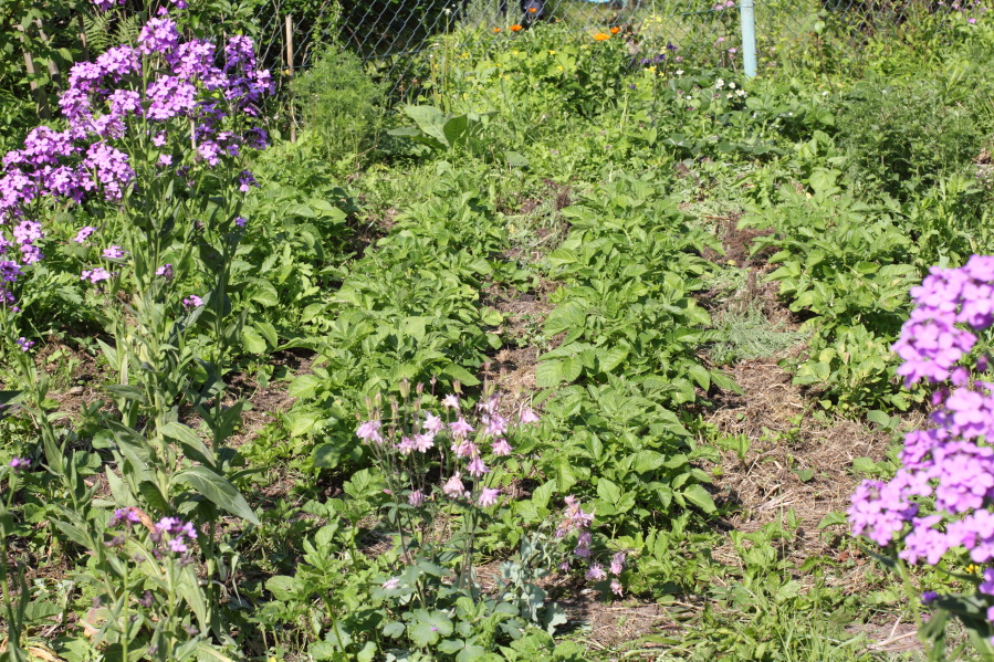 Hesperis matronalis (Nachtviole), Lokation: Deutschland | Nordrhein-Westfalen | Bergisch Gladbach | Rodemich Kategorien: Permakultur, Familie: Brassicaceae (Kreuzblütler ), Datum: 18.05.2014