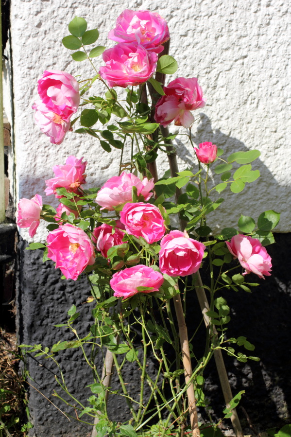 Lokation: Deutschland | Nordrhein-Westfalen | Bergisch Gladbach | Rodemich Kategorien: Garten, Datum: 18.05.2014