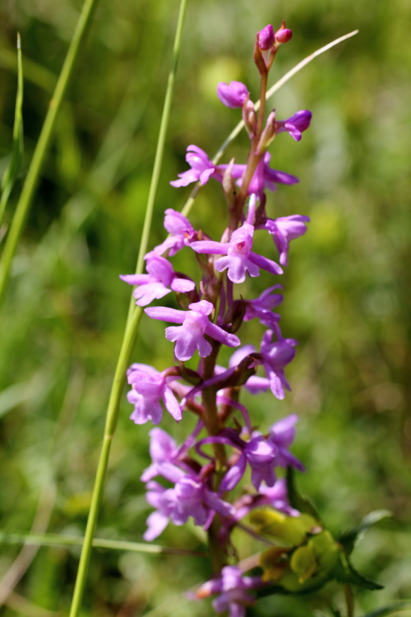 Gymnadenia conopsea (Mücken-Händelwurz), Lokation: Deutschland | Nordrhein-Westfalen | Bad Münstereifel | Eschweiler Kategorien: Blüte, Familie: Orchidaceae (Orchideen ), Datum: 31.05.2014