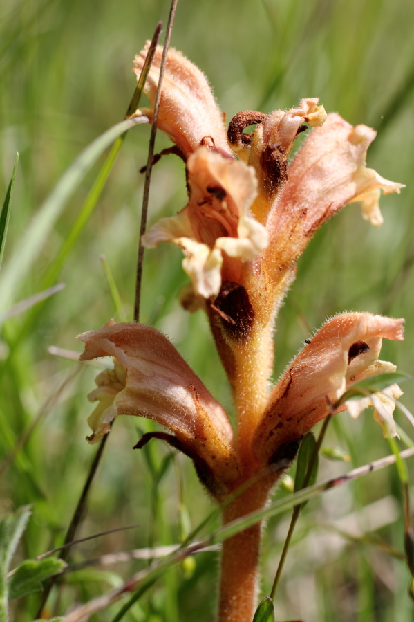 Lokation: Deutschland | Nordrhein-Westfalen | Bad Münstereifel | Eschweiler Kategorien: Blüte, Datum: 31.05.2014