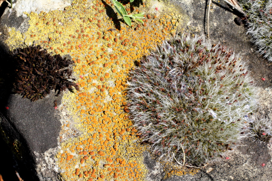 Lokation: Deutschland | Nordrhein-Westfalen | Bad Münstereifel | Eschweiler Kategorien: Flechten, Datum: 31.05.2014