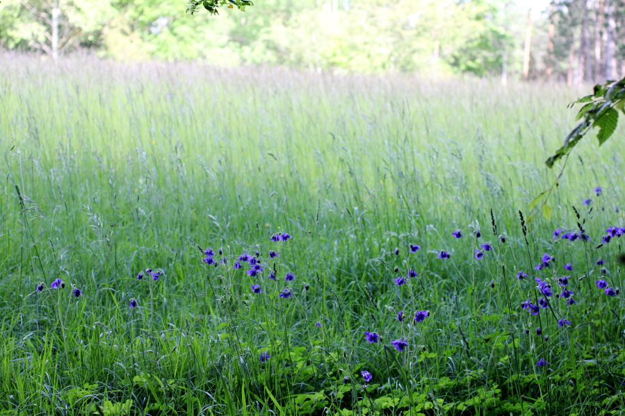 Lokation: Deutschland | Nordrhein-Westfalen | Bad Münstereifel | Eschweiler Kategorien: Vegetation, Datum: 31.05.2014