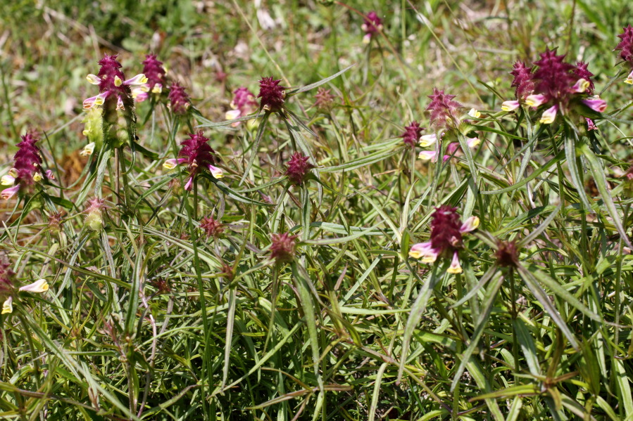 Melampyrum cristatum (Kamm-Wachtelweizen), Lokation: Deutschland | Nordrhein-Westfalen | Bad Münstereifel | Gilsdorf Kategorien: Habitus, Familie: Orobanchaceae (Sommerwurzgewächse ), Datum: 31.05.2014