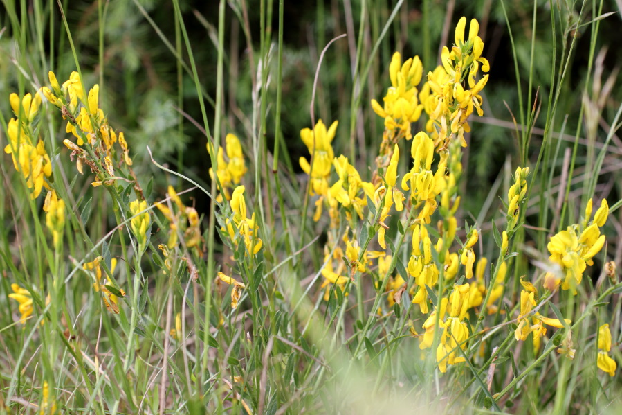 Genista tinctoria (Färber-Ginster), Lokation: Deutschland | Nordrhein-Westfalen | Bad Münstereifel | Harzheim Kategorien: Habitus, Familie: Fabaceae (Schmetterlingsblütler ), Datum: 31.05.2014