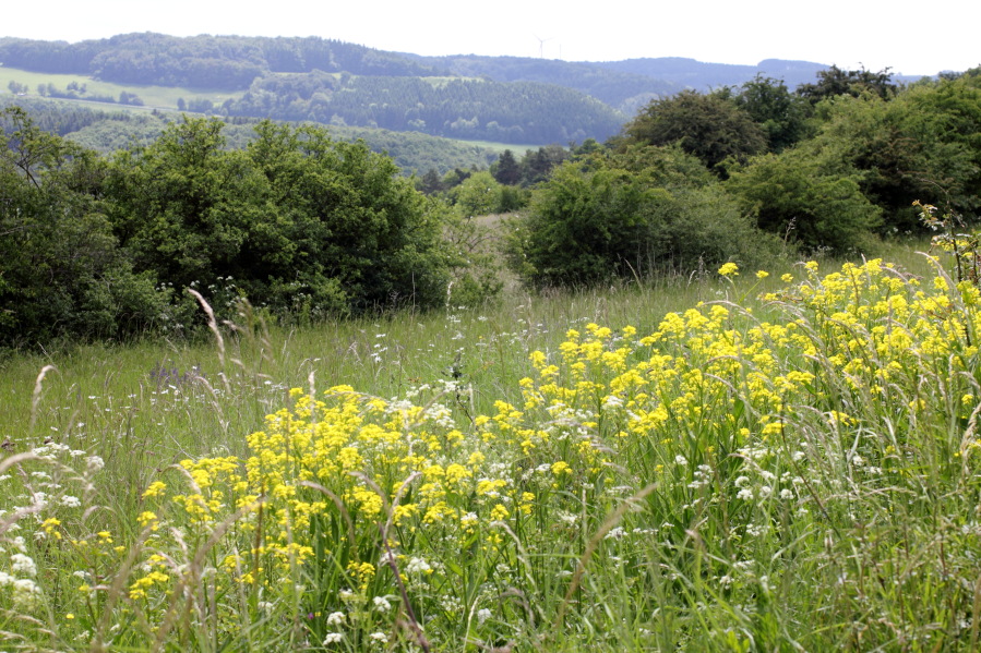 Lokation: Deutschland | Nordrhein-Westfalen | Bad Münstereifel | Pesch Kategorien: Vegetation, Datum: 31.05.2014