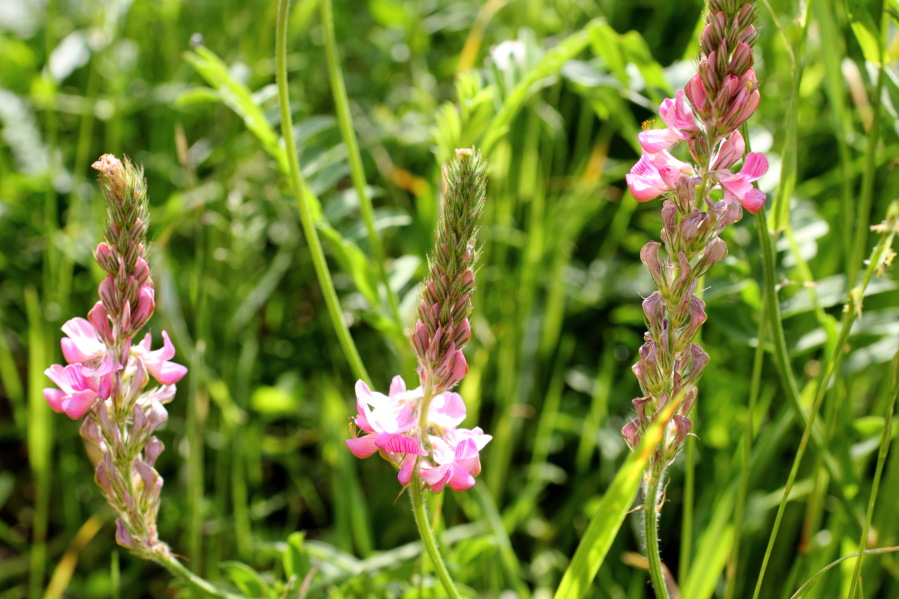 Onobrychis viciifolia (Saat-Esparsette), Lokation: Deutschland | Nordrhein-Westfalen | Bad Münstereifel | Pesch Kategorien: Blüte, Familie: Fabaceae (Schmetterlingsblütler ), Datum: 31.05.2014