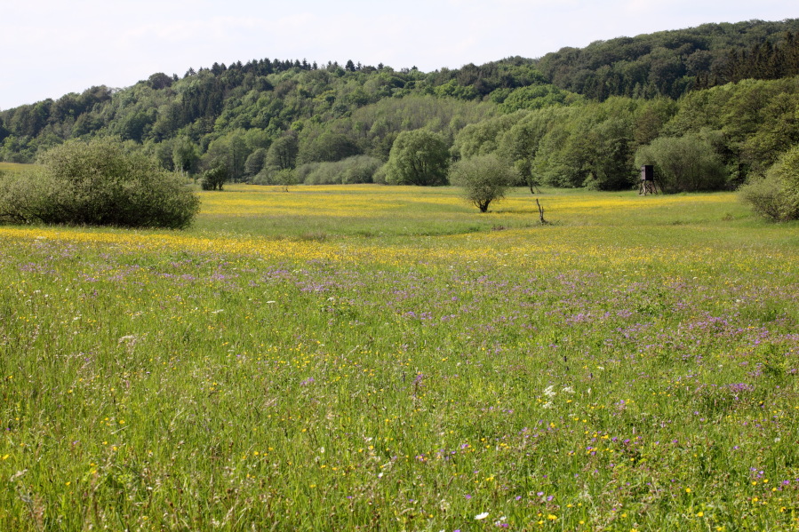 Lokation: Deutschland | Nordrhein-Westfalen | Nettersheim | Nettersheim Kategorien: Vegetation, Datum: 31.05.2014