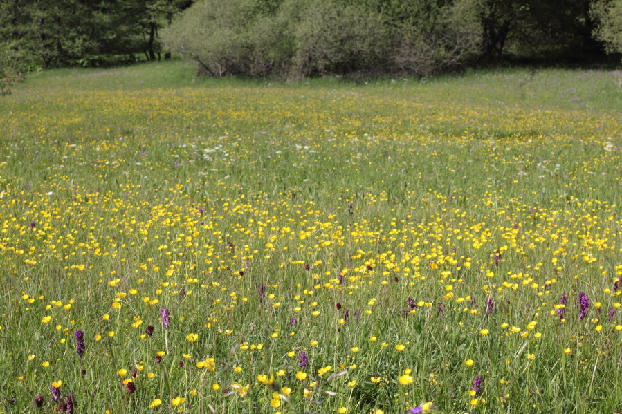 Lokation: Deutschland | Nordrhein-Westfalen | Nettersheim | Nettersheim Kategorien: Vegetation, Datum: 31.05.2014