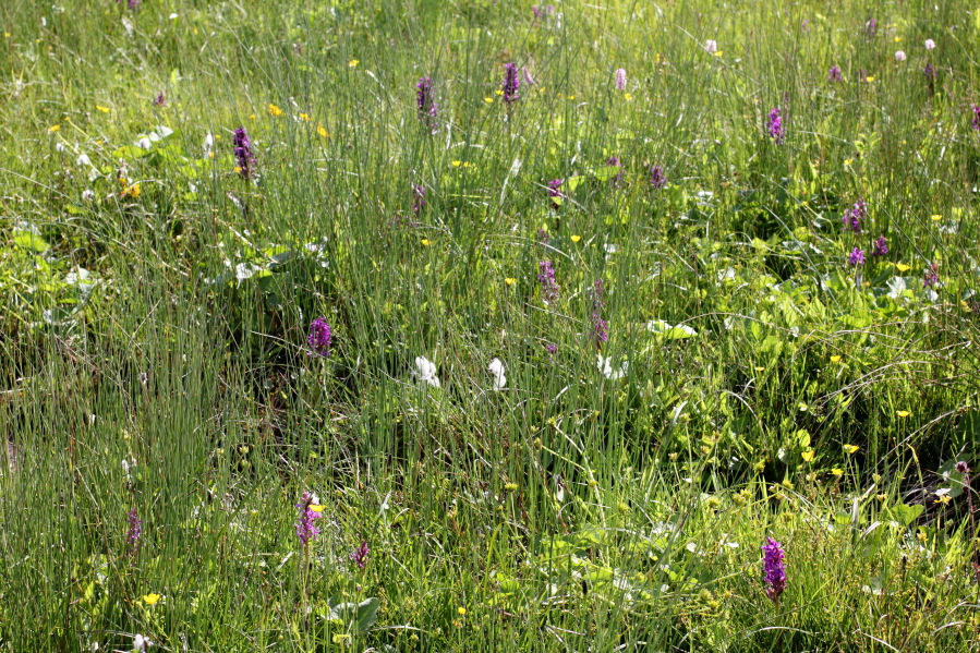 Dactylorhiza majalis (Breitblättriges Knabenkraut), Lokation: Deutschland | Nordrhein-Westfalen | Nettersheim | Nettersheim Kategorien: Vegetation, Familie: Orchidaceae (Orchideen ), Datum: 31.05.2014