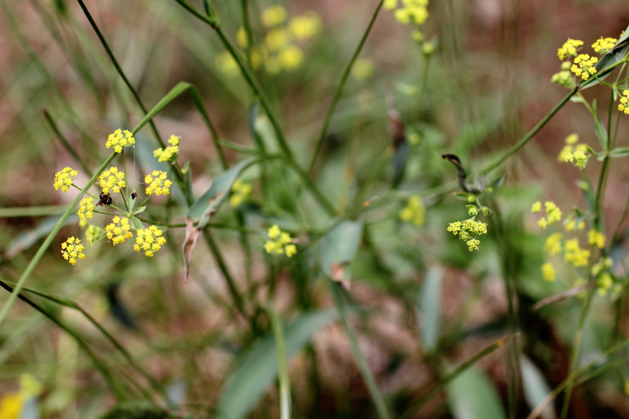 Lokation: Deutschland | Rheinland-Pfalz | Remagen | Lohrsdorf Kategorien: Habitus, Datum: 07.06.2014