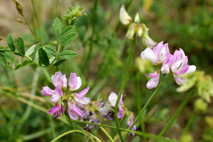 Securigera varia (Kronwicke), Lokation: Deutschland | Rheinland-Pfalz | Remagen | Lohrsdorf Kategorien: Habitus, Familie: Fabaceae (Schmetterlingsblütler ), Datum: 07.06.2014