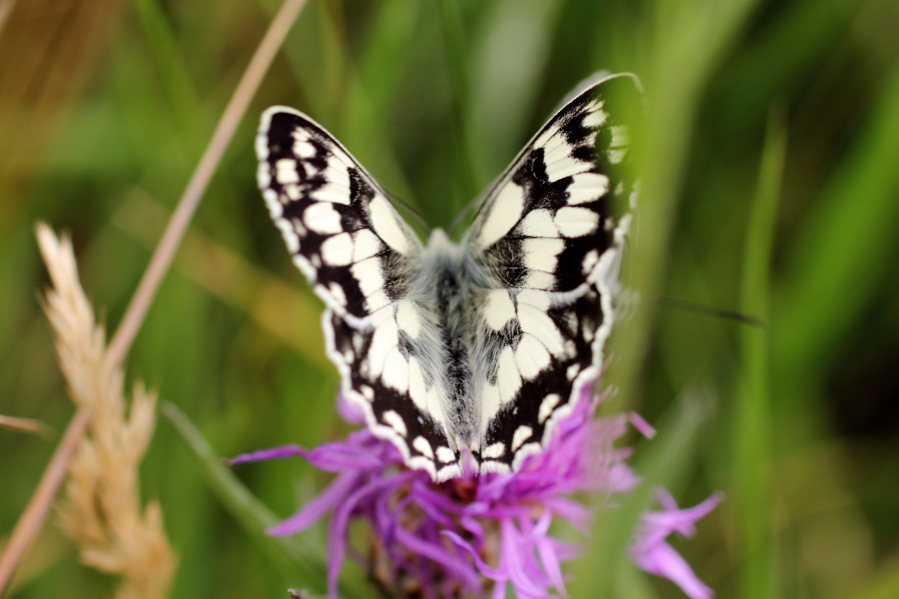Lokation: Deutschland | Rheinland-Pfalz | Remagen | Lohrsdorf Kategorien: Schmetterlinge, Datum: 07.06.2014