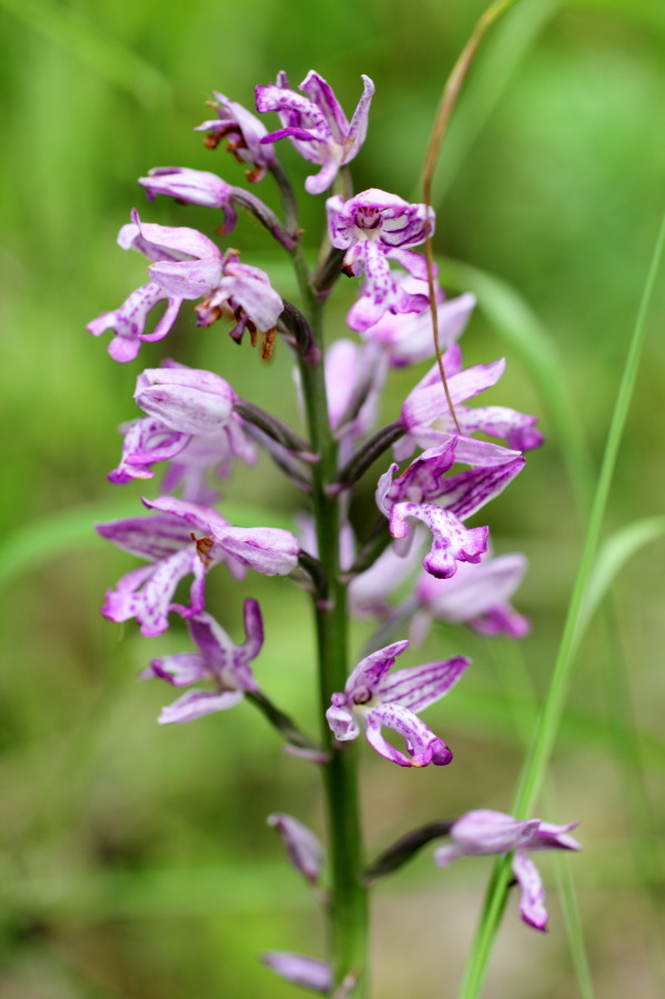 Orchis militaris (Helm-Knabenkraut), Lokation: Deutschland | Rheinland-Pfalz | Remagen | Lohrsdorf Kategorien: Blüte, Familie: Orchidaceae (Orchideen ), Datum: 07.06.2014