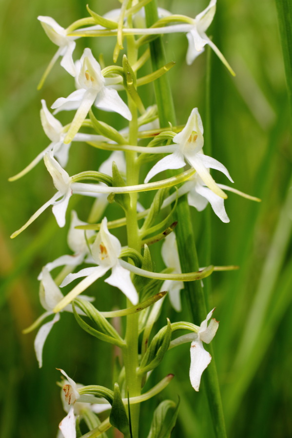 Platanthera chlorantha (Waldhyazinthe), Lokation: Deutschland | Rheinland-Pfalz | Remagen | Lohrsdorf Kategorien: Blüte, Familie: Orchidaceae (Orchideen ), Datum: 07.06.2014