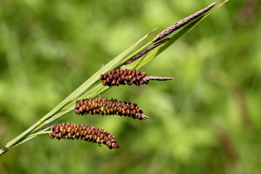 Lokation: Deutschland | Rheinland-Pfalz | Remagen | Lohrsdorf Kategorien: Blüte, Datum: 07.06.2014