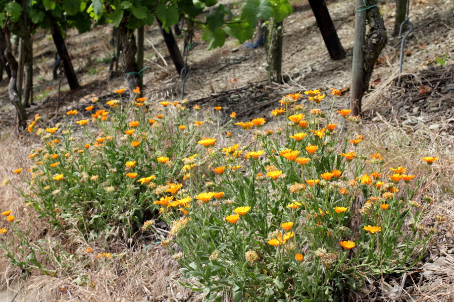 Lokation: Deutschland | Rheinland-Pfalz | Sinzig | Green Kategorien: Vegetation, Datum: 07.06.2014