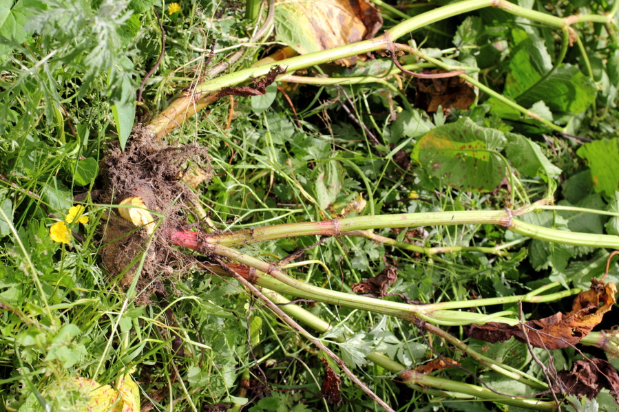 Lokation: Deutschland | Rheinland-Pfalz | Dernau | Dernau Kategorien: Habitus, Wildkräuter, Datum: 07.06.2014