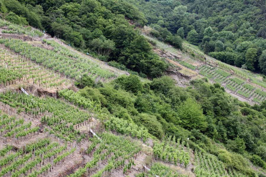 Lokation: Deutschland | Rheinland-Pfalz | Dernau | Dernau Kategorien: Landschaft, Datum: 07.06.2014