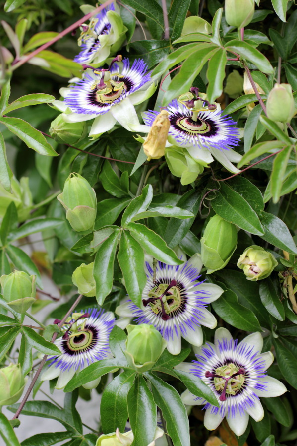 Lokation: Deutschland | Nordrhein-Westfalen | Bergisch Gladbach | Rodemich Kategorien: Garten, Datum: 14.06.2014