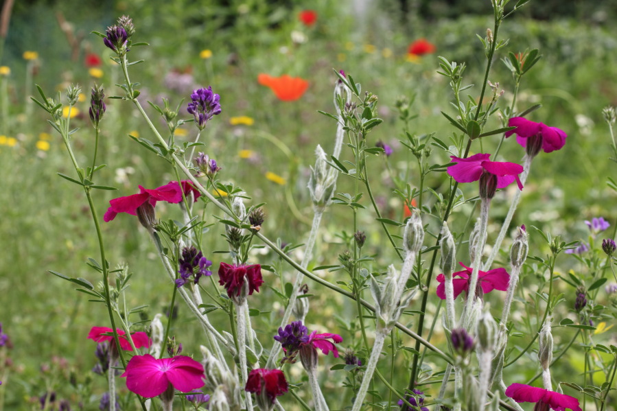 Lokation: Deutschland | Nordrhein-Westfalen | Bergisch Gladbach | Rodemich Kategorien: Naturgarten, Datum: 14.06.2014